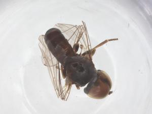  ( - BIOUG21426-H03)  @11 [ ] CreativeCommons - Attribution Share - Alike (2025) Centre for Biodiversity Genomics Centre for Biodiversity Genomics