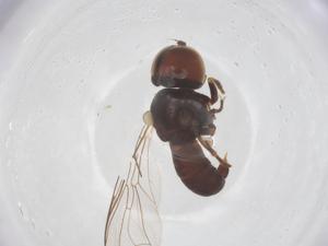  ( - BIOUG21429-F12)  @11 [ ] CreativeCommons - Attribution Share - Alike (2025) Centre for Biodiversity Genomics Centre for Biodiversity Genomics