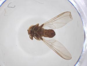  ( - BIOUG17679-H06)  @11 [ ] CreativeCommons - Attribution Share - Alike (2025) Centre for Biodiversity Genomics Centre for Biodiversity Genomics