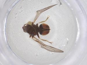  ( - BIOUG17920-E12)  @11 [ ] CreativeCommons - Attribution Share - Alike (2025) Centre for Biodiversity Genomics Centre for Biodiversity Genomics