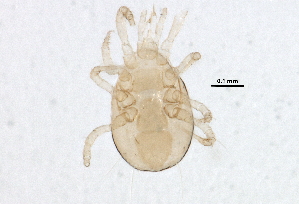  ( - BIOUG18036-C11)  @13 [ ] CreativeCommons - Attribution (2015) CBG Photography Group Centre for Biodiversity Genomics