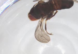  ( - BIOUG18504-C11)  @11 [ ] CreativeCommons - Attribution Share - Alike (2025) Centre for Biodiversity Genomics Centre for Biodiversity Genomics