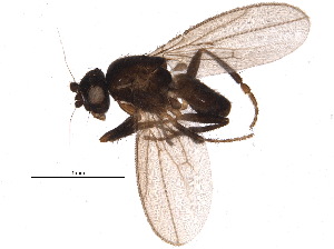  ( - BIOUG18757-E11)  @13 [ ] CreativeCommons - Attribution (2015) CBG Photography Group Centre for Biodiversity Genomics
