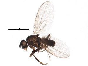  ( - BIOUG18757-E11)  @13 [ ] CreativeCommons - Attribution (2015) CBG Photography Group Centre for Biodiversity Genomics