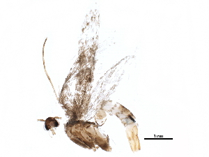  ( - BIOUG16843-E11)  @12 [ ] CreativeCommons - Attribution (2015) CBG Photography Group Centre for Biodiversity Genomics