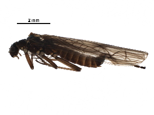  ( - BIOUG16879-A05)  @13 [ ] CreativeCommons - Attribution (2016) CBG Photography Group Centre for Biodiversity Genomics