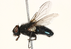  ( - BIOUG16845-G07)  @13 [ ] CreativeCommons - Attribution (2015) CBG Photography Group Centre for Biodiversity Genomics