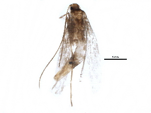  ( - BIOUG16989-D12)  @12 [ ] CreativeCommons - Attribution (2015) CBG Photography Group Centre for Biodiversity Genomics