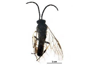  ( - BIOUG16879-H01)  @13 [ ] CreativeCommons - Attribution (2016) CBG Photography Group Centre for Biodiversity Genomics