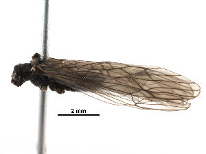  ( - BIOUG16941-D09)  @13 [ ] CreativeCommons - Attribution (2016) CBG Photography Group Centre for Biodiversity Genomics