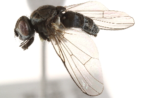  ( - BIOUG16992-C06)  @13 [ ] CreativeCommons - Attribution (2015) CBG Photography Group Centre for Biodiversity Genomics