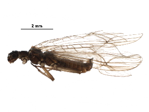  ( - BIOUG16992-E08)  @13 [ ] CreativeCommons - Attribution (2016) CBG Photography Group Centre for Biodiversity Genomics