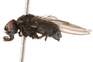  ( - BIOUG16993-B03)  @13 [ ] CreativeCommons - Attribution (2015) CBG Photography Group Centre for Biodiversity Genomics