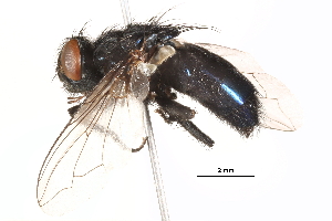  ( - BIOUG03090-F03)  @13 [ ] CreativeCommons - Attribution (2015) CBG Photography Group Centre for Biodiversity Genomics