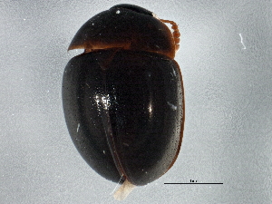  ( - BIOUG03051-H11)  @13 [ ] CreativeCommons - Attribution (2013) CBG Photography Group Centre for Biodiversity Genomics