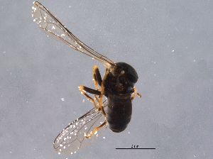  ( - BIOUG03535-G10)  @12 [ ] CreativeCommons - Attribution (2014) CBG Photography Group Centre for Biodiversity Genomics