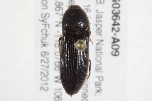  ( - BIOUG03642-A09)  @13 [ ] CreativeCommons - Attribution (2014) CBG Photography Group Centre for Biodiversity Genomics