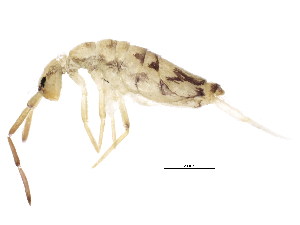  ( - BIOUG03583-D01)  @15 [ ] CreativeCommons - Attribution (2012) CBG Photography Group Centre for Biodiversity Genomics