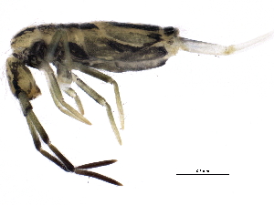  ( - BIOUG03773-E06)  @14 [ ] CreativeCommons - Attribution (2013) CBG Photography Group Centre for Biodiversity Genomics