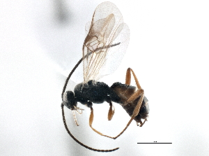  (Cotesia jft12 - BIOUG04011-G04)  @15 [ ] CreativeCommons - Attribution (2014) CBG Photography Group Centre for Biodiversity Genomics