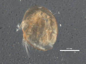  (Imparipes - BIOUG11448-C10)  @12 [ ] CreativeCommons - Attribution (2014) CBG Photography Group Centre for Biodiversity Genomics