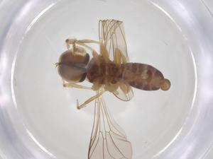  ( - BIOUG11699-H04)  @11 [ ] CreativeCommons - Attribution Share - Alike (2025) Centre for Biodiversity Genomics Centre for Biodiversity Genomics