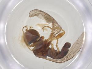  ( - BIOUG11752-G12)  @11 [ ] CreativeCommons - Attribution Share - Alike (2025) Centre for Biodiversity Genomics Centre for Biodiversity Genomics