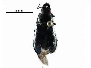  ( - BIOUG11888-C07)  @13 [ ] CreativeCommons - Attribution (2016) CBG Photography Group Centre for Biodiversity Genomics