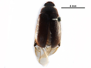  ( - BIOUG12127-G06)  @13 [ ] CreativeCommons - Attribution (2016) CBG Photography Group Centre for Biodiversity Genomics