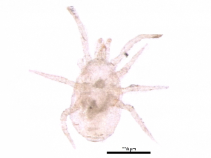  ( - BIOUG12738-C10)  @11 [ ] CreativeCommons - Attribution (2018) CBG Photography Group Centre for Biodiversity Genomics
