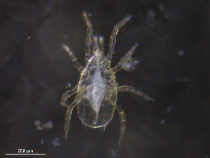  ( - BIOUG12965-E07)  @11 [ ] CreativeCommons - Attribution (2019) CBG Photography Group Centre for Biodiversity Genomics