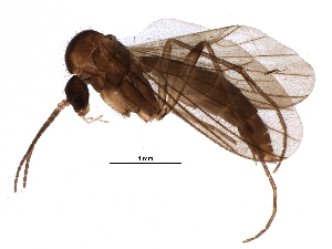  (Phronia cinerascens - BIOUG17243-B03)  @14 [ ] CreativeCommons - Attribution (2015) CBG Photography Group Centre for Biodiversity Genomics