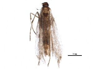  ( - BIOUG17245-D09)  @12 [ ] CreativeCommons - Attribution (2015) CBG Photography Group Centre for Biodiversity Genomics