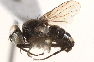  ( - BIOUG17340-H09)  @13 [ ] CreativeCommons - Attribution (2015) CBG Photography Group Centre for Biodiversity Genomics