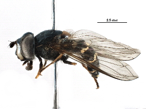  ( - BIOUG17536-E12)  @11 [ ] CreativeCommons - Attribution (2016) CBG Photography Group Centre for Biodiversity Genomics