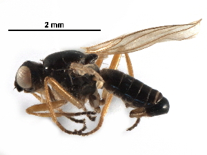  ( - BIOUG17810-A01)  @13 [ ] CreativeCommons - Attribution (2017) CBG Photography Group Centre for Biodiversity Genomics