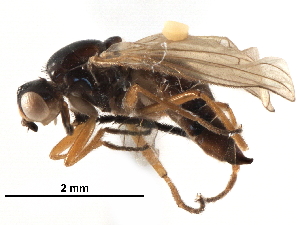  ( - BIOUG17904-D10)  @14 [ ] CreativeCommons - Attribution (2017) CBG Photography Group Centre for Biodiversity Genomics