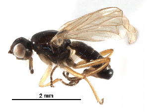  ( - BIOUG17929-E09)  @14 [ ] CreativeCommons - Attribution (2017) CBG Photography Group Centre for Biodiversity Genomics
