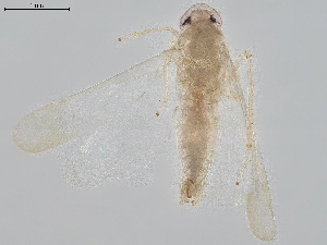  ( - BIOUG18091-G02)  @11 [ ] CreativeCommons - Attribution (2021) CBG Photography Group Centre for Biodiversity Genomics