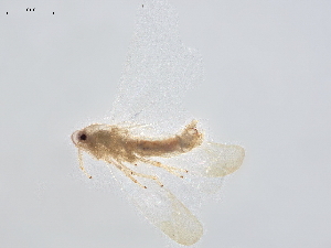  ( - BIOUG18208-B05)  @11 [ ] CreativeCommons - Attribution (2021) CBG Photography Group Centre for Biodiversity Genomics