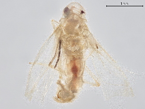  ( - BIOUG18208-B10)  @11 [ ] CreativeCommons - Attribution (2021) CBG Photography Group Centre for Biodiversity Genomics