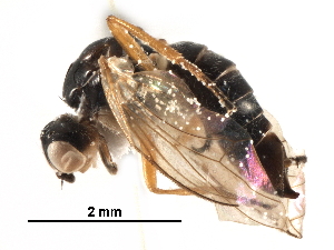  ( - BIOUG18403-F04)  @13 [ ] CreativeCommons - Attribution (2017) CBG Photography Group Centre for Biodiversity Genomics