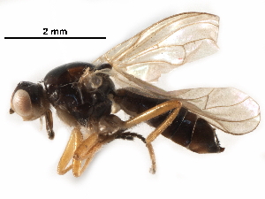  ( - BIOUG18404-C02)  @13 [ ] CreativeCommons - Attribution (2017) CBG Photography Group Centre for Biodiversity Genomics