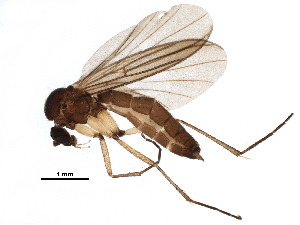  ( - BIOUG18438-H06)  @14 [ ] CreativeCommons - Attribution (2016) CBG Photography Group Centre for Biodiversity Genomics