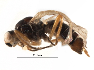  ( - BIOUG18596-C09)  @12 [ ] CreativeCommons - Attribution (2017) CBG Photography Group Centre for Biodiversity Genomics