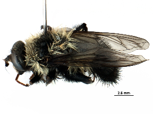  ( - BIOUG11317-A02)  @11 [ ] CreativeCommons - Attribution (2016) CBG Photography Group Centre for Biodiversity Genomics