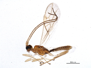  (Cantharoctonus - BIOUG11551-D06)  @14 [ ] CreativeCommons - Attribution (2014) CBG Photography Group Centre for Biodiversity Genomics