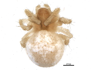  (Araneus - BIOUG11734-D09)  @15 [ ] CreativeCommons - Attribution (2014) CBG Photography Group Centre for Biodiversity Genomics