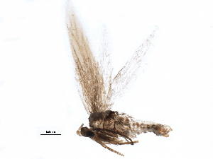  ( - BIOUG11814-F06)  @12 [ ] CreativeCommons - Attribution (2015) CBG Photography Group Centre for Biodiversity Genomics