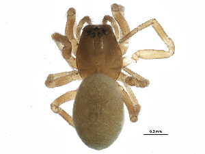  ( - BIOUG17786-D10)  @14 [ ] CreativeCommons - Attribution (2015) CBG Photography Group Centre for Biodiversity Genomics